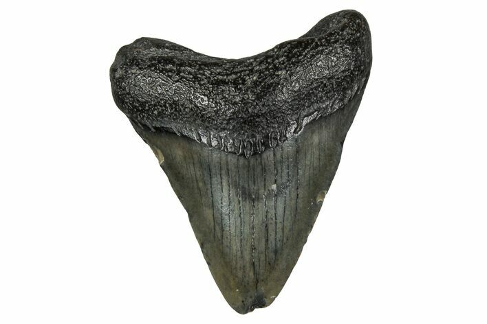 Juvenile Megalodon Tooth - South Carolina #353288